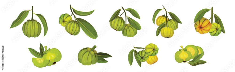 Garcinia Cambogia Fruit as South Tropical Species Vector Set - obrazy, fototapety, plakaty 