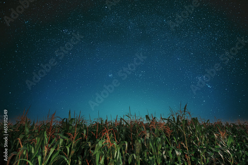 Obraz na płótnie Milky way galaxy Night Starry Sky Above corn Field maize Plantation. Natural Glowing Stars Above Rural Landscape. Agricultural Landscape under Starry Sky w salonie