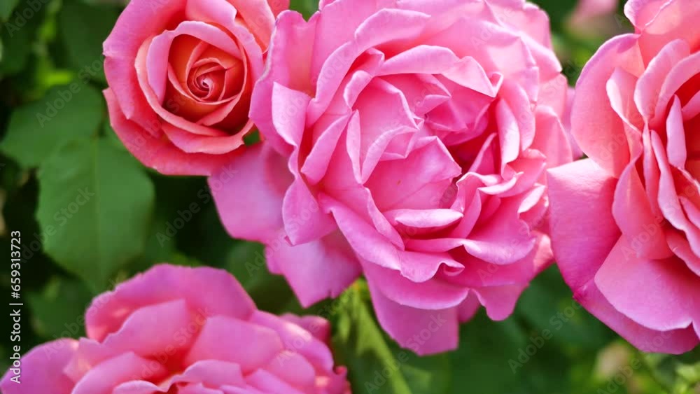 Chinese roses in full bloom in the park Chinese roses in full bloom in the park