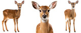 Doe collection (portrait, standing, side view), animal bundle isolated on a white background as transparent PNG