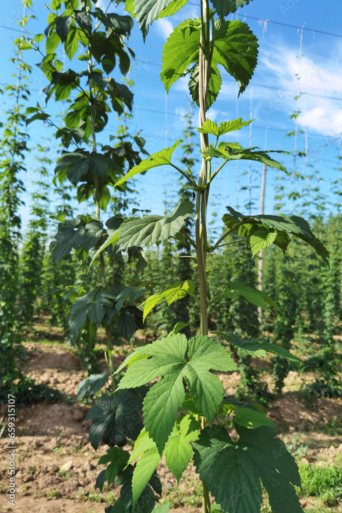 green fresh hop cones plantation at harvest time for making beer , close up green fresh hop cones plantation at harvest time for making beer , close up