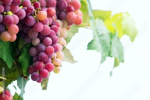 grapes bunches hanging on branches near sea in autunm on galician vine ,  background photo