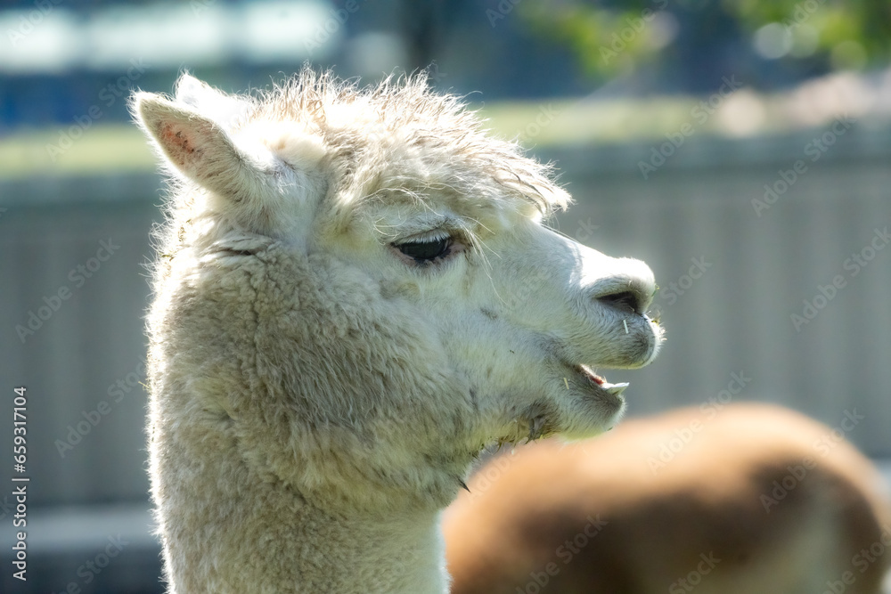 Obraz premium White Alpaca