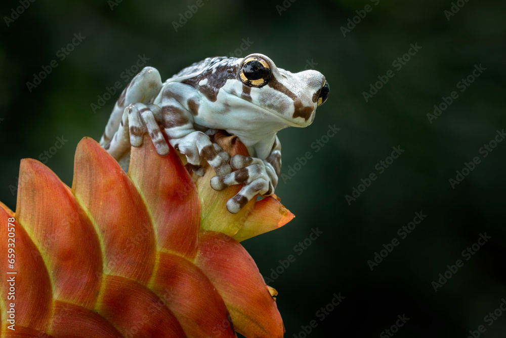 Amazon Milk Frog or Panda Bear Tree Frog, animal closeup