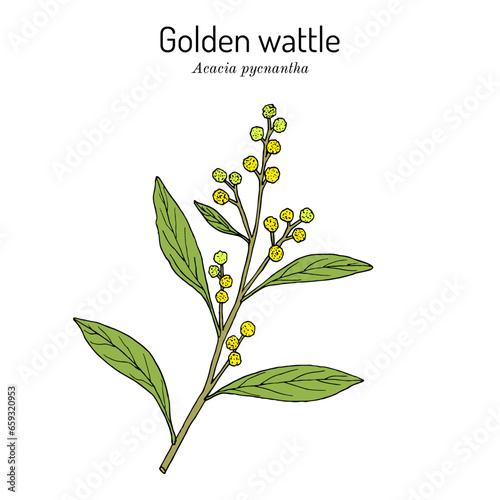 Golden wattle (Acacia pycnantha), edible and medicinal plant