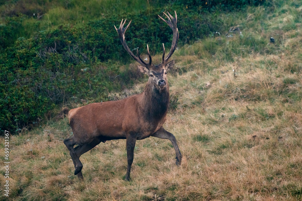 Wild Imperial red dder stag or buck (Cervus elaphus) with 14 points to his antlers running in an alpine meadow at twilight, Alps Mountains, Italy. Animal in the wild.
