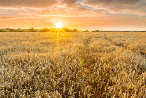 scenic evening in golden wheat field with rustic road, amazing cloudy sunset. rural agriculture landscape of nature view