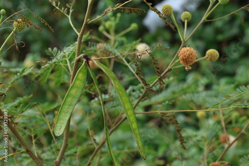 Leucaena leucocephalaの花と膨らむ前の実