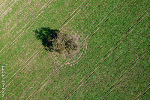 Aerial drone view on a meadow with a tree