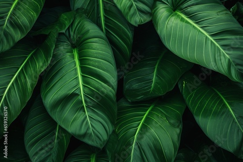 Nature's Abstract: Close-Up of Beautiful Dark Green Tropical Leaf Texture, Creating a Striking Natural Background