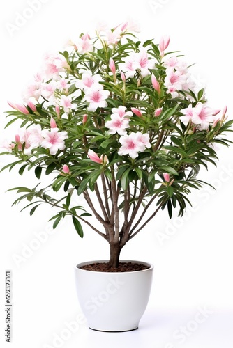Oleander Beauty: Beautiful Flowering Oleander Tree with a Thin Trunk, Spherical Crown, and White Flowers, Isolated on a White Background