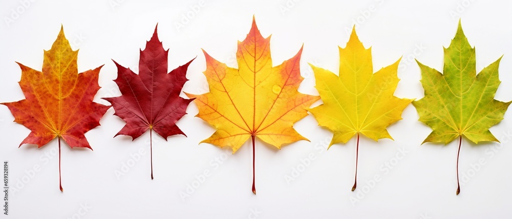 Fototapeta premium Ten Autumn Maple Leaves in Vibrant Colors on White Background