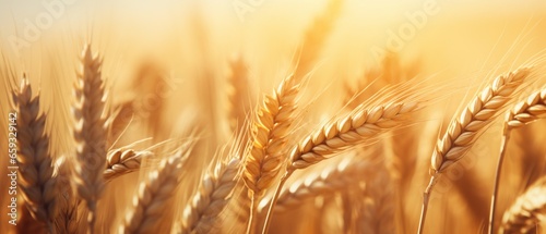 Close-up of Sunlit Ripe Wheat Spikes in a Golden Cereal Field