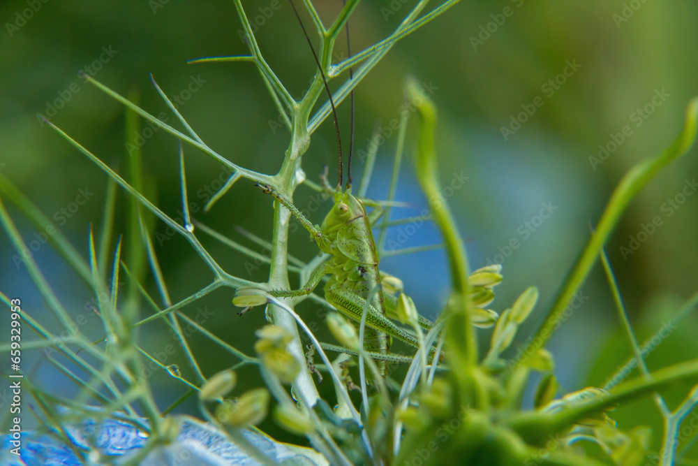 grasshopper on a leaf grasshopper on a leaf