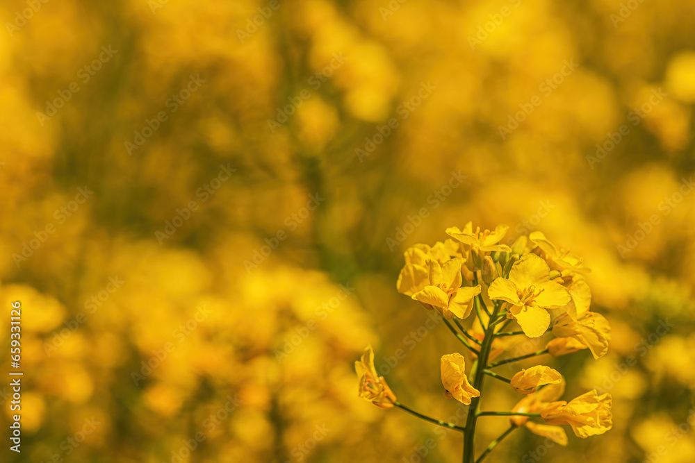 Oilseed rape crop in bloom, closeup of yellow flower Oilseed rape crop in bloom, closeup of yellow flower