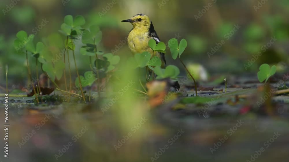 Wagtail Bird Feeding in wetland Wagtail Bird Feeding in wetland