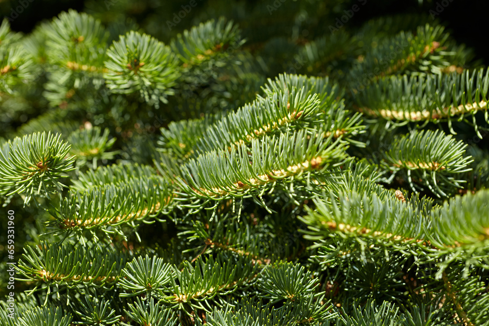 Branches of  spruce close-up. Christmas background.