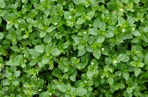 Common chickweed (Stellaria media) photo