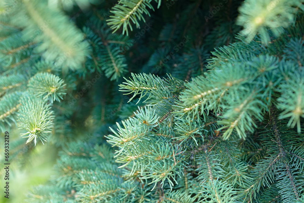 Branches of spruce close-up. Christmas background. Branches of spruce close-up. Christmas background.