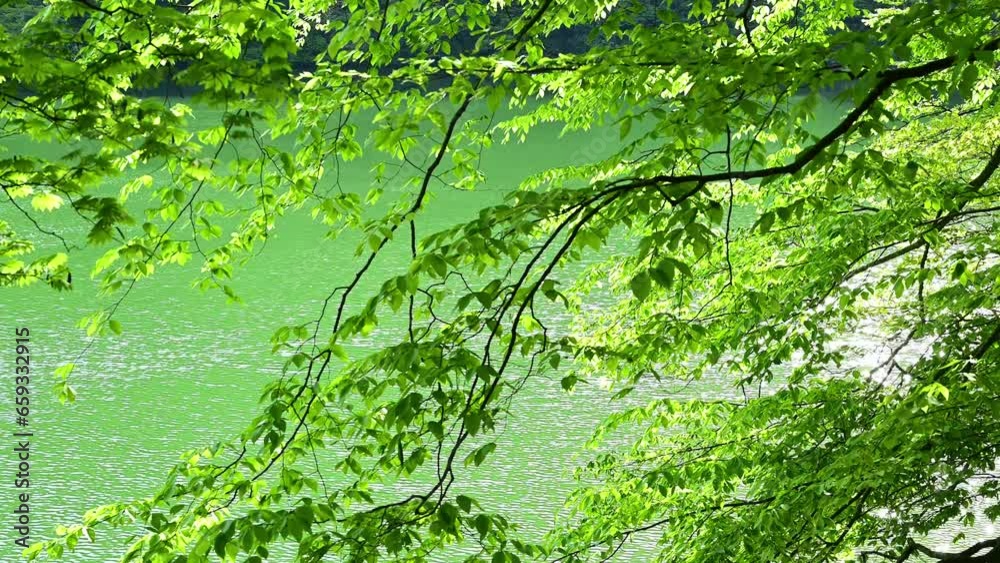 白神山地十二湖の美しいブナの新緑
白神山地十二湖の美しいブナの新緑