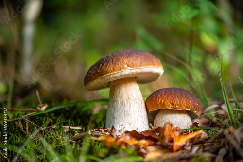 Pair of cep, penny bun or porcino (Boletus edulis) is a basidiomycete fungus. Macro close up of delicious edible big mushroom fruit bodies with brown cap and white tubes in autumn forest in Sauerland.