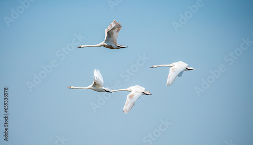 Flying swans in the blue sky. Waterfowl at the nesting site. A flock of swans walks on a blue lake.