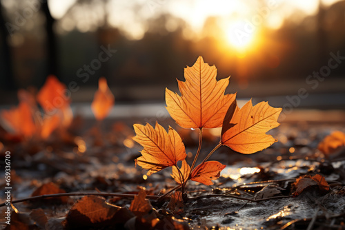 falling leaves on an autumn sunset