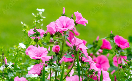 Beautiful pink flowers in the park