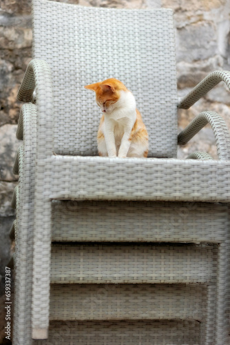 Kotor, Montenegro ginger red stray cat, sitting