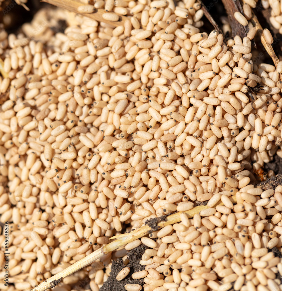 Fototapeta premium Close up of red ant eggs. Macro