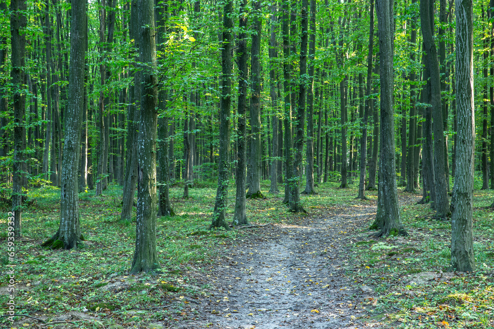 Obraz premium Path in green summer forest