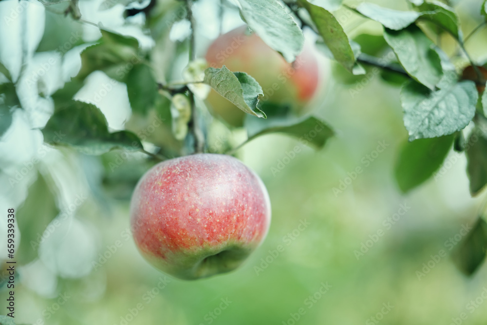Ripe red apple on the branches of an apple tree in the garden.