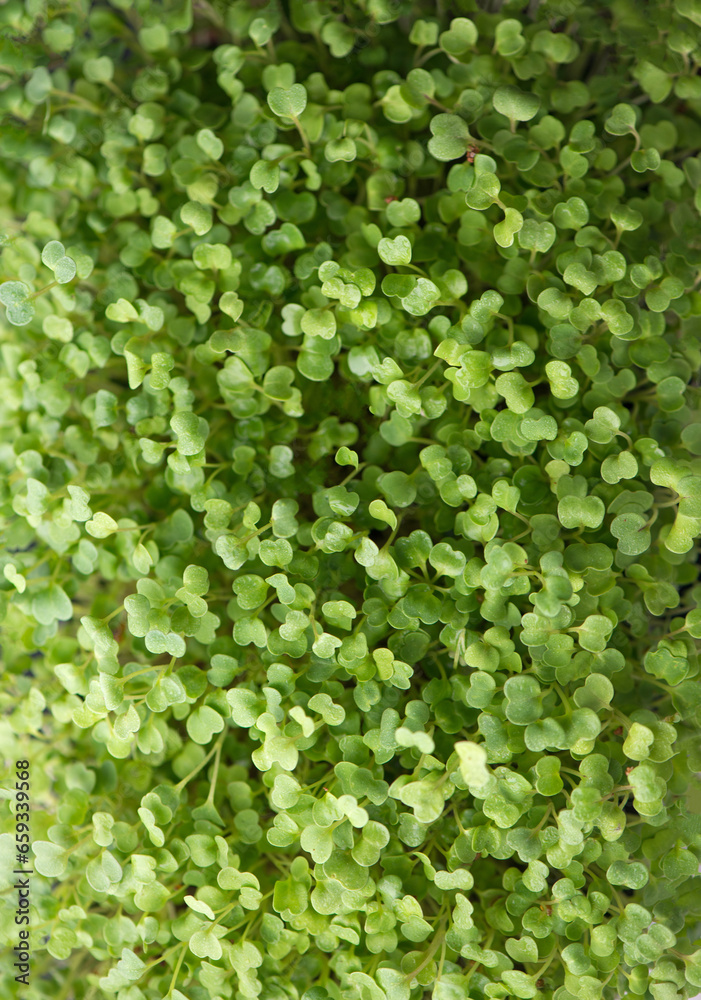 Healthy food concept, growing greenery, small business. Boxes with mustard microgreens, super food.