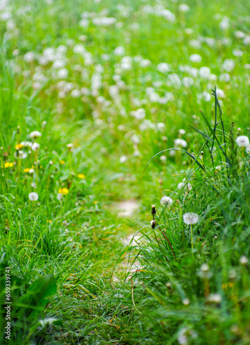 Spring meadow flowers on the summer field of dandelion