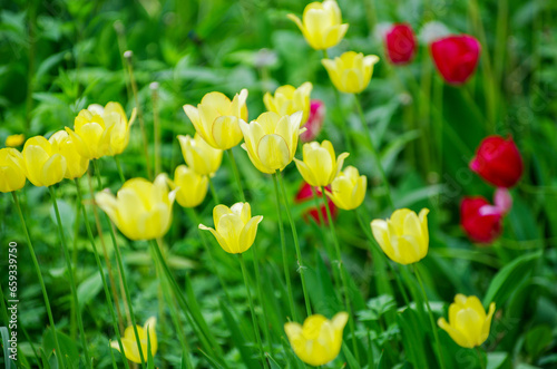 Yellow and red tulips background