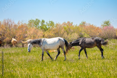 A herd of horses graze in the meadow in summer  eat grass  walk and frolic. Pregnant horses and foals  livestock breeding concept.