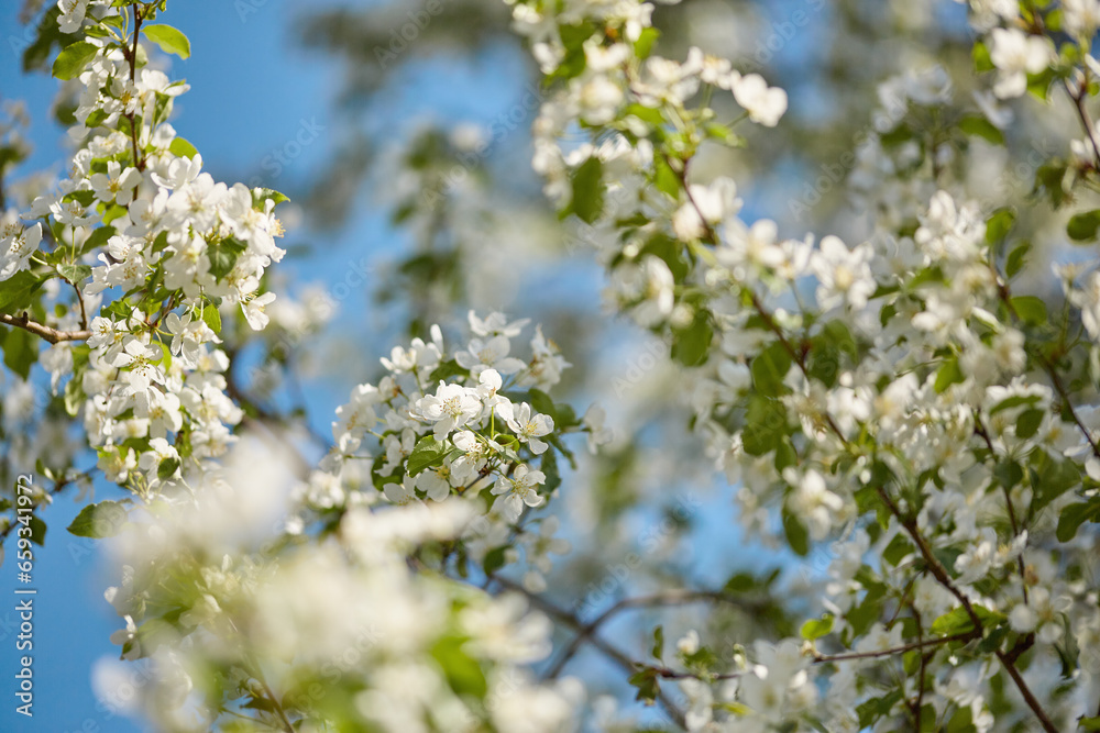 branches of blossoming apple close up against background of blue sky. branches of blossoming apple close up against background of blue sky.