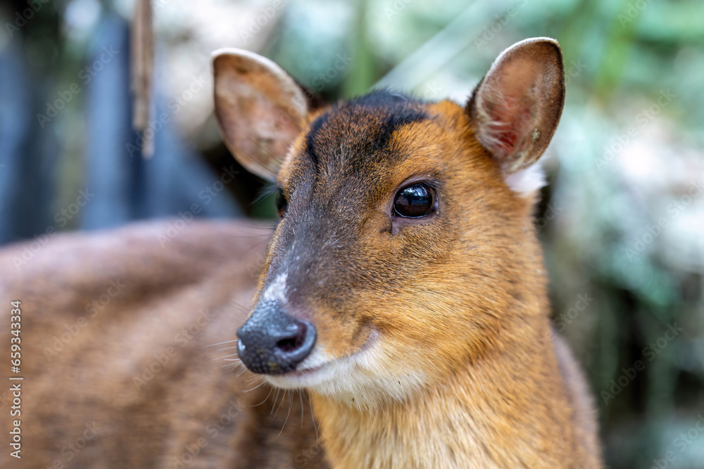 Close up Formosan Reeve's muntjac, one of three deer species native to Taiwan Close up Formosan Reeve's muntjac, one of three deer species native to Taiwan