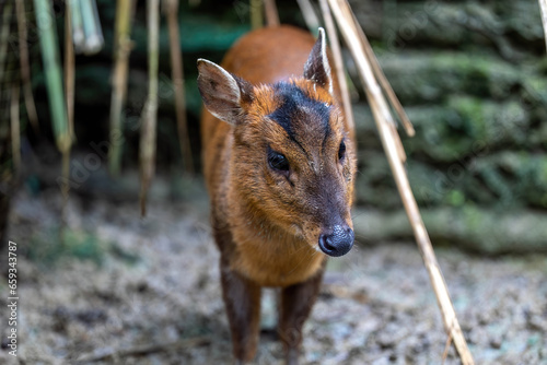 Close up Formosan Reeve's muntjac, one of three deer species native to Taiwan © jenhung