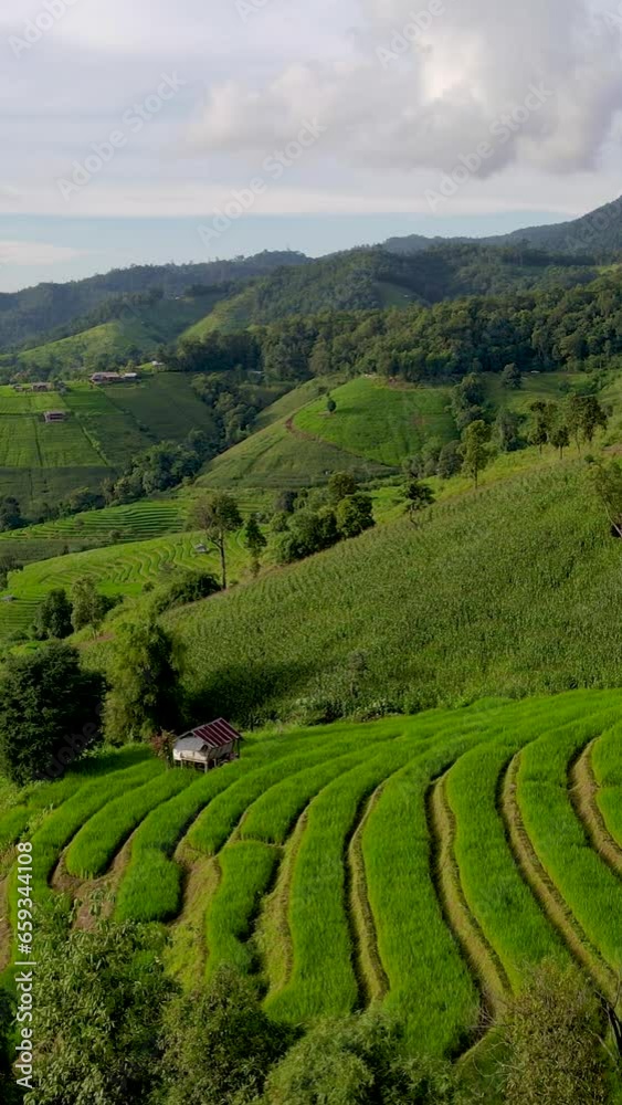 Terraced Rice Field in Chiangmai, Thailand, Pa Pong Piang rice terraces, drone aerial view from above Terraced Rice Field in Chiangmai, Thailand, Pa Pong Piang rice terraces, drone aerial view from above