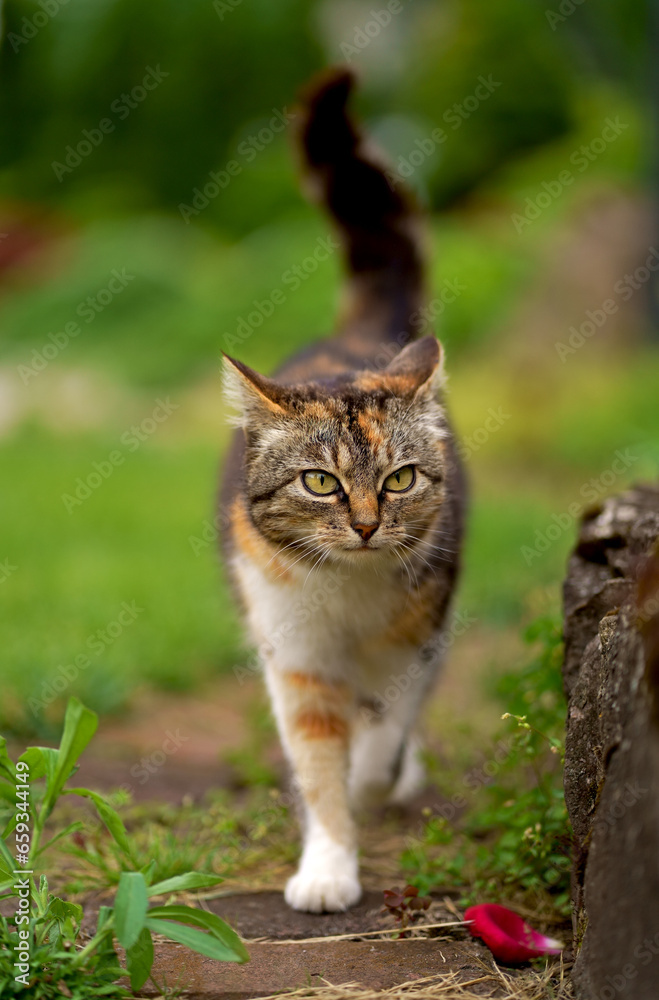 domestic cat walks in the garden. A tricolor cat walks in a greenhouse