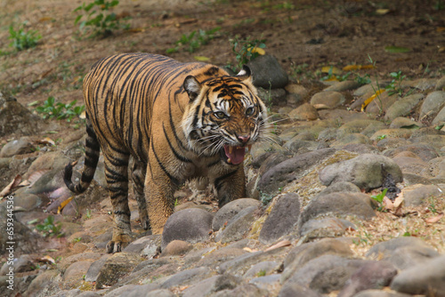 tiger in the wild