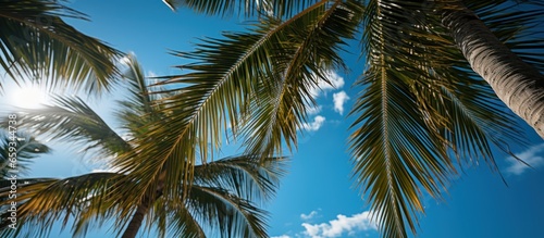 Coconut palm tree on blue sky background. Summer vacation concept.