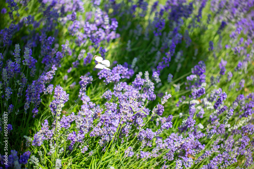 Butterflies on spring lavender flowers under sunlight. Beautiful landscape of nature with a panoramic view. Hi spring. long banner