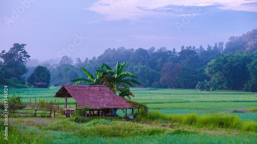 sunset over the green rice fields of central Thailand, green rice paddy field with small farm hut