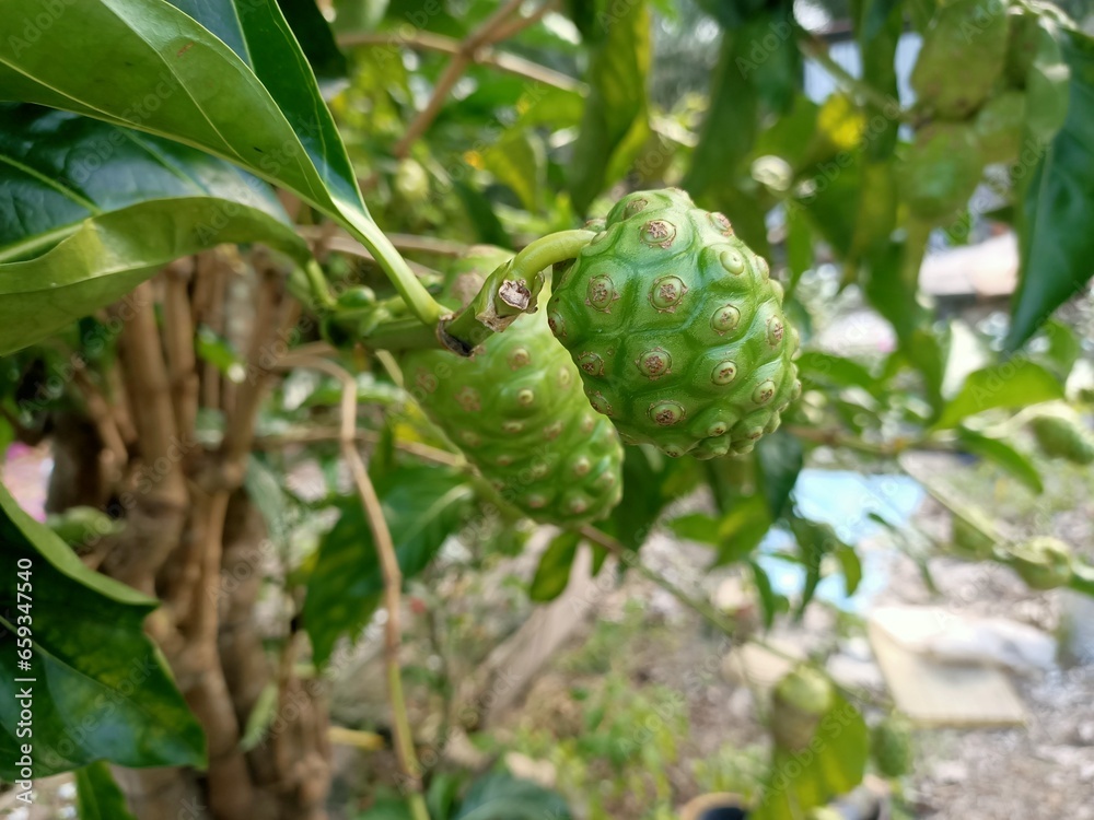 cheese fruit or great morinda, Indian mulberry, noni, beach mulberry, vomit fruit, awl tree close up, photo taken in Malaysia cheese fruit or great morinda, Indian mulberry, noni, beach mulberry, vomit fruit, awl tree close up, photo taken in Malaysia