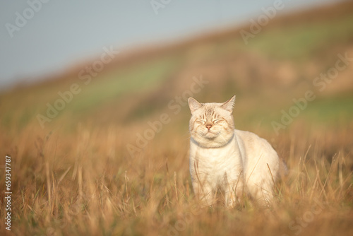 Tabby cat walks among the grass in nature in autumn. Thai cat