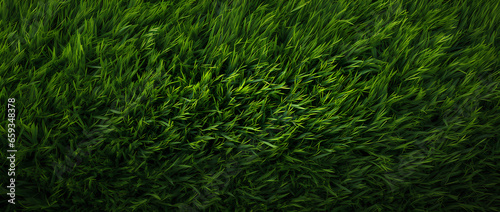 Top View. Green Grass Texture background