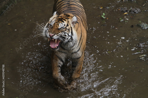 Canvas Print Angry tiger