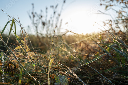 Early morning autumn nature scene. Fading greenery with drops of dew. Scenic conceptual scene of travel  seasons and the beauty of nature.